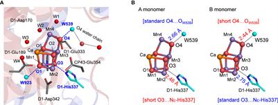 Identification of the protonation and oxidation states of the oxygen-evolving complex in the low-dose X-ray crystal structure of photosystem II